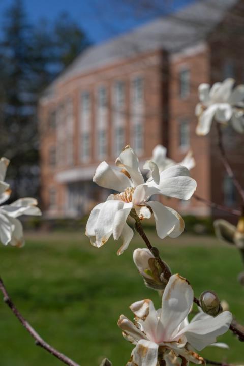 苹果在保罗学院前开花
