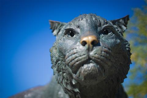 野猫雕像的特写.