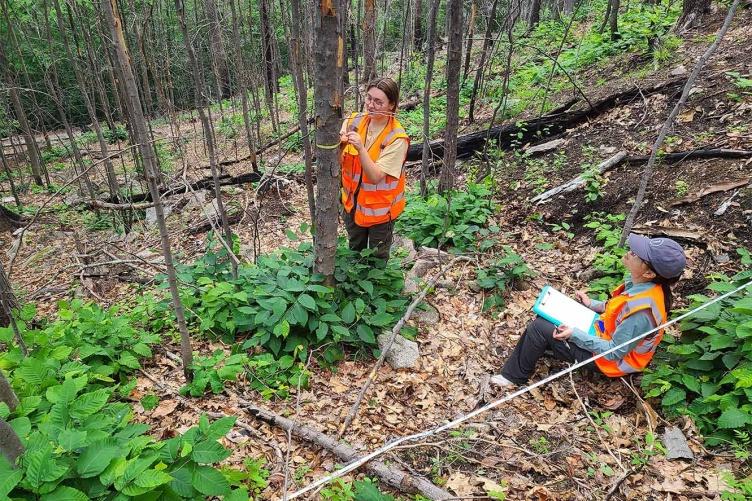 两位研究人员, 我拿着笔记本坐着，另一个站在一棵树旁, 测量森林地点时进行测量和计算.