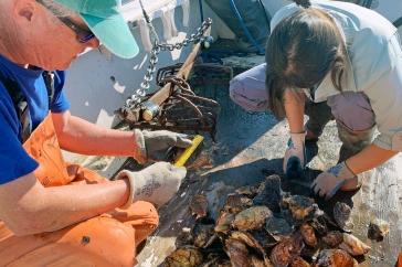 Ray Grizzle (right) works with a student on measuring oysters