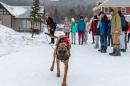 搜救犬在雪地里跑向摄像机，学生们在一旁观看