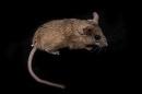 研究中使用的仙人掌老鼠，背景为黑色.