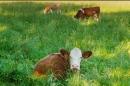 草饲有机乳制品管理可能是新英格兰地区恢复活力的关键